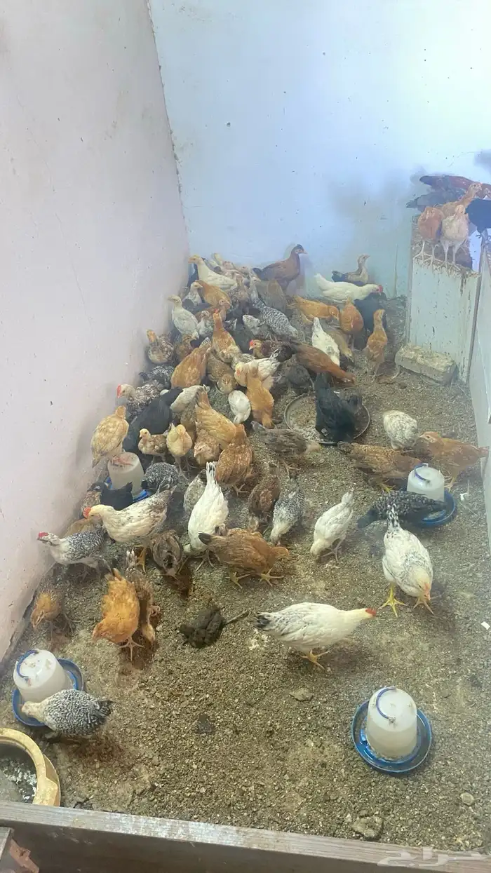 دجاج بلدي حياكم الله 1