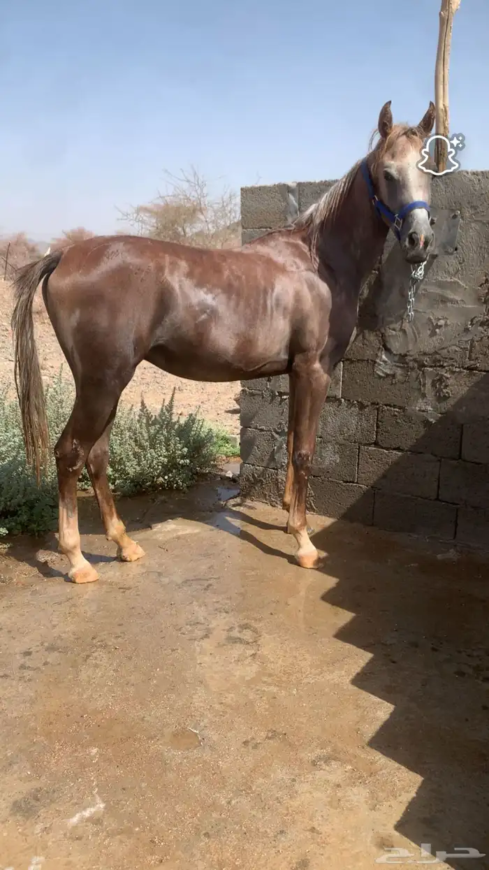 مهر واهو 0