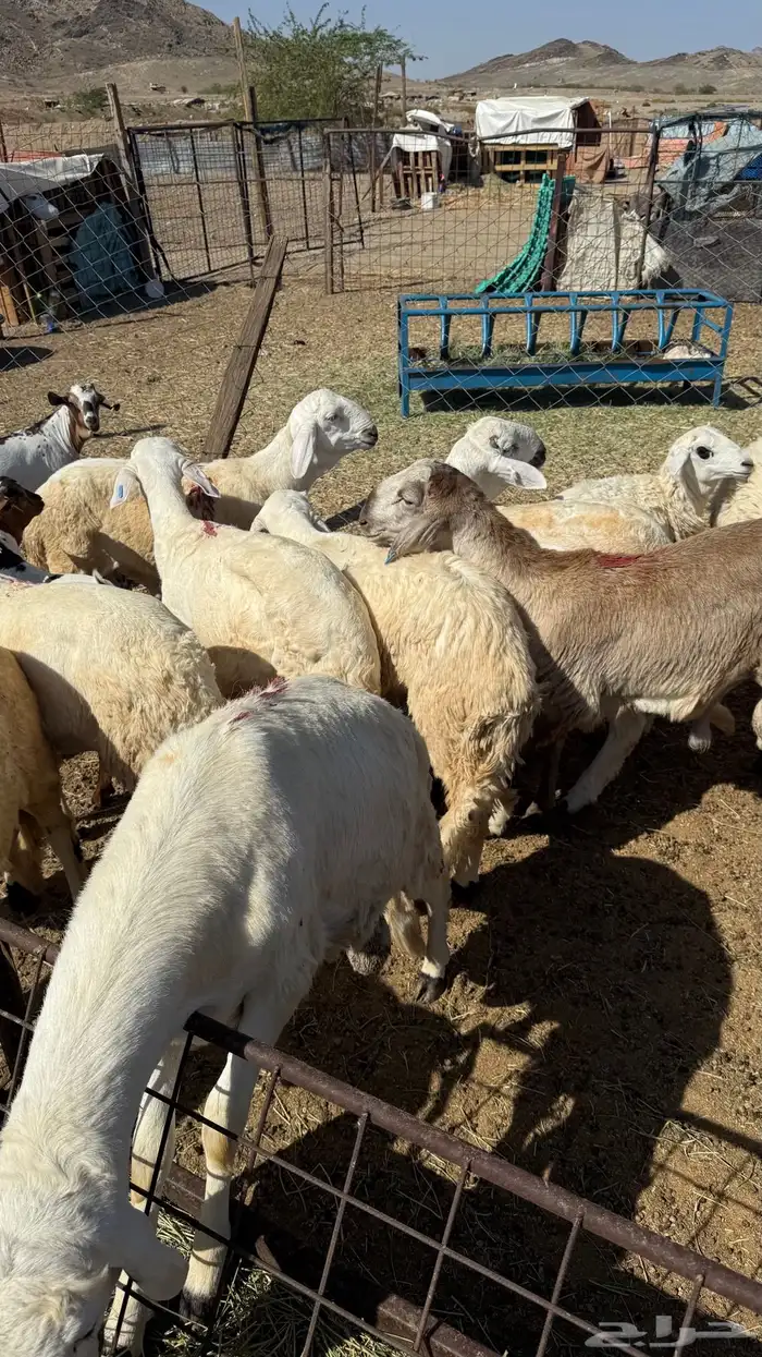 سواكن للبيع جملة وتفريد 1