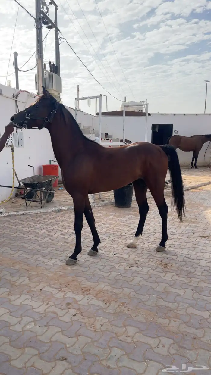 حصان واهو 5