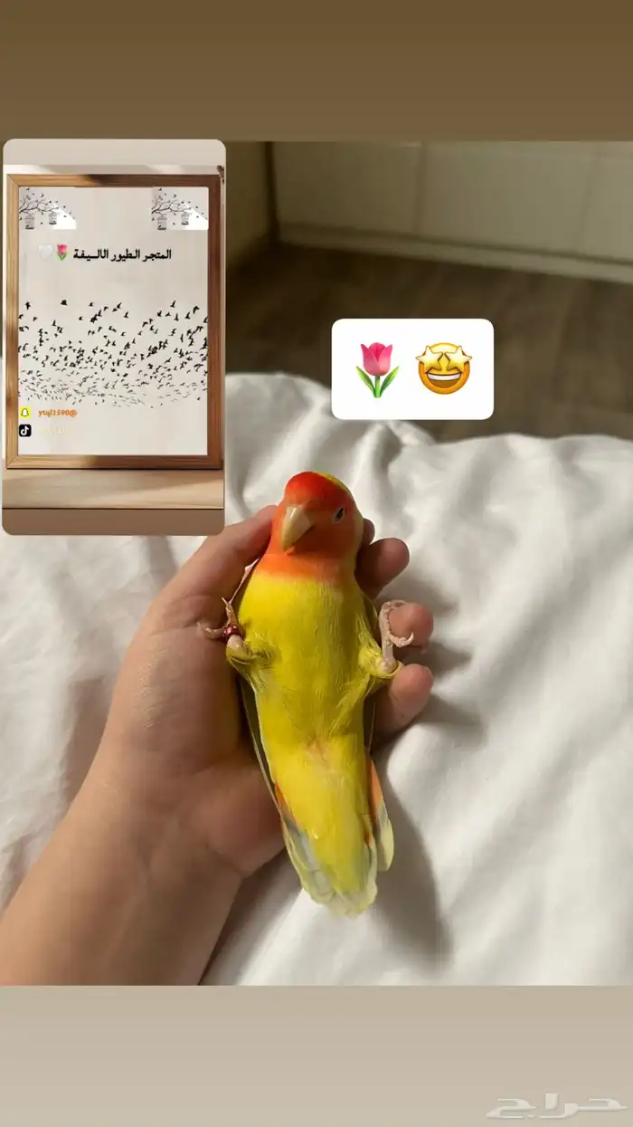 سلام عليكم عرض لكم تدريب طيور 6