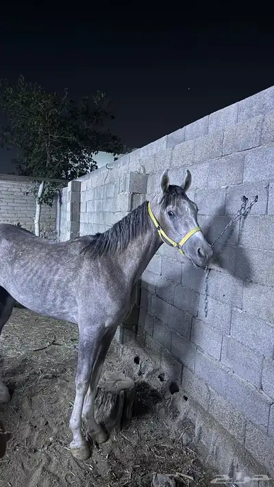 حصان شعبي للبيع index