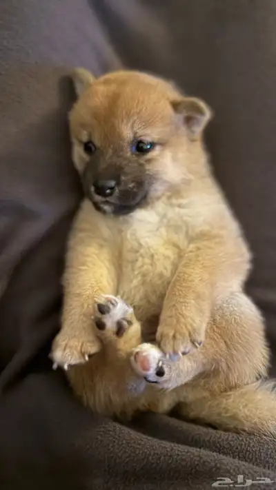 shipa inu index