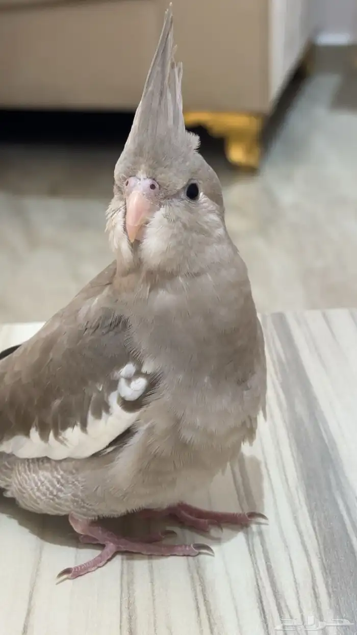 ببغاء كروان هولندي 0