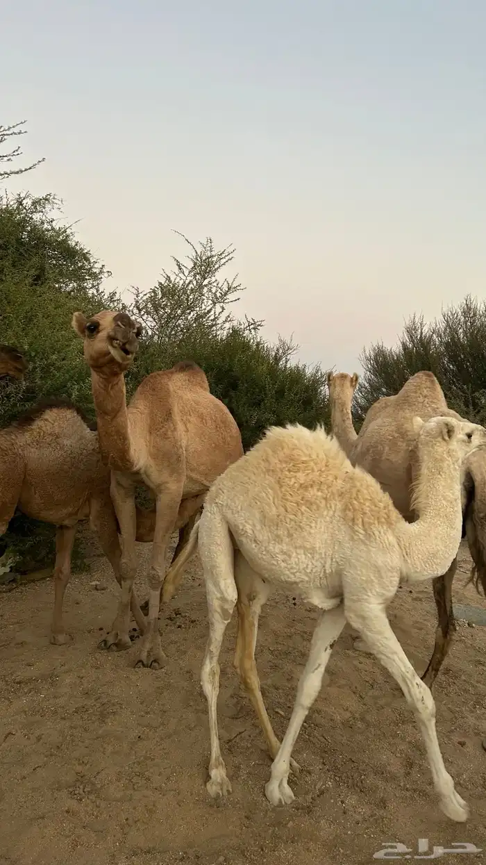 نياق خلفات معهن اربع بكار 12