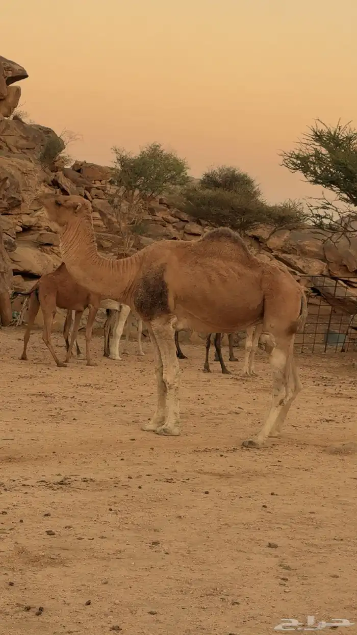 بعير 0