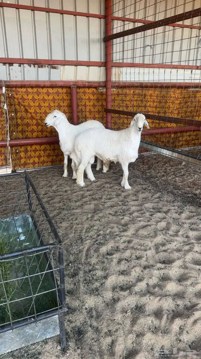 طليان حري صنف 0