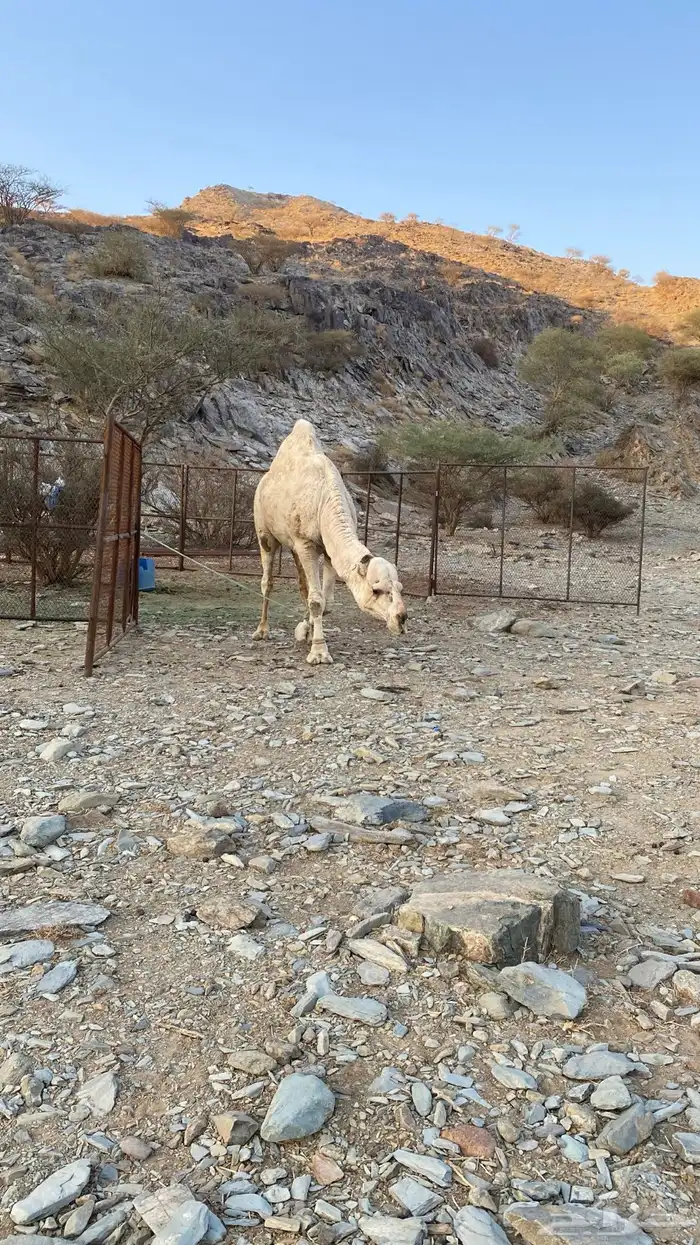 فحل للبيع 7