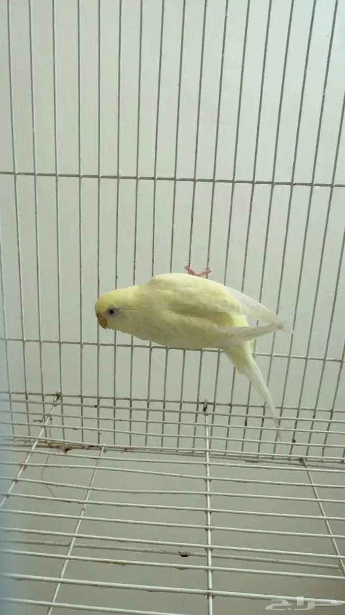 بادجي محايل عسير 1