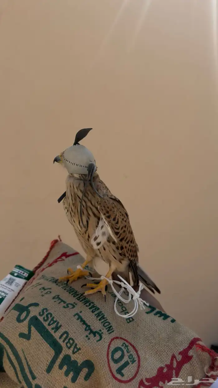 شبوط وحش للبيع 1