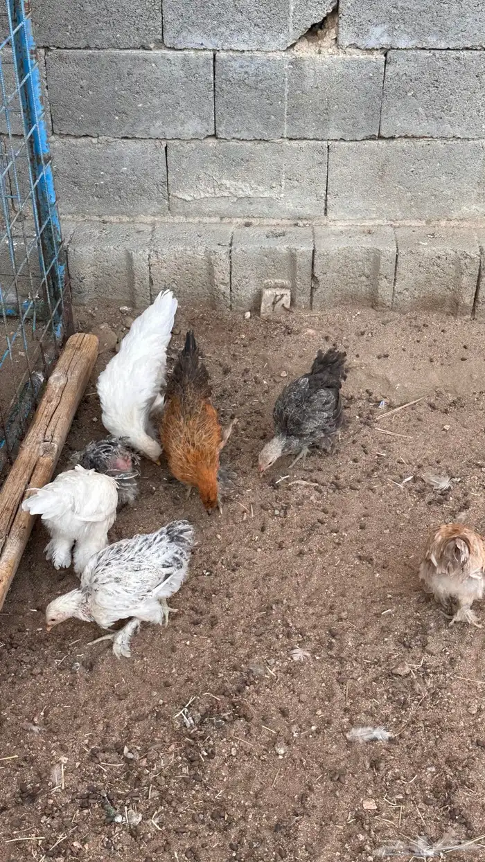 صوص براهما 9