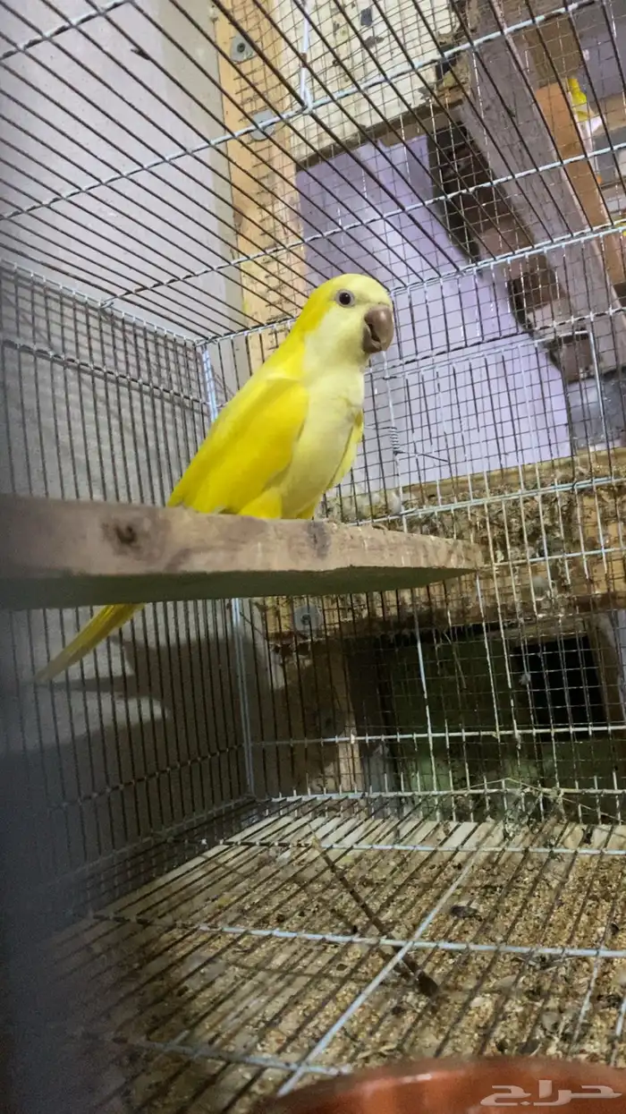 ذكر كويكر لاتينو 4