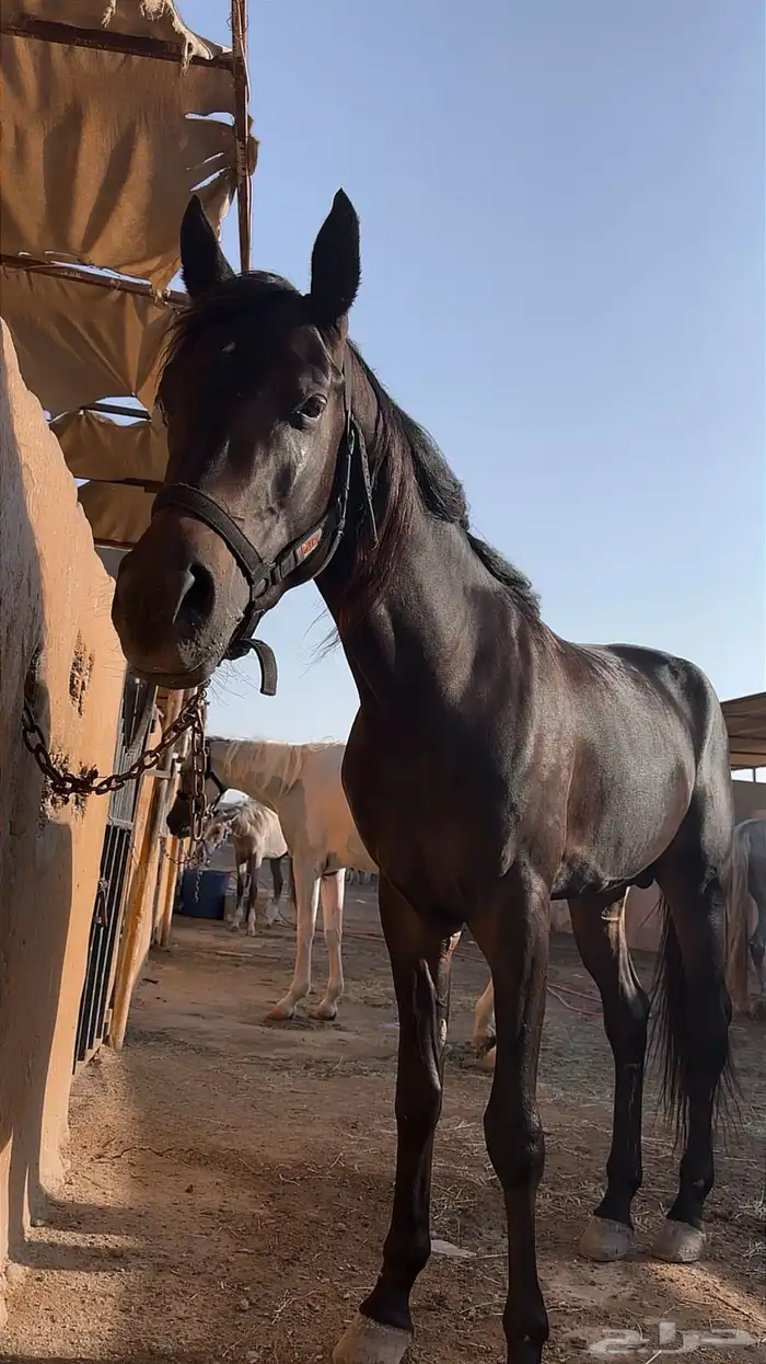 ايواء خيل وتدريب الحمدانية 17