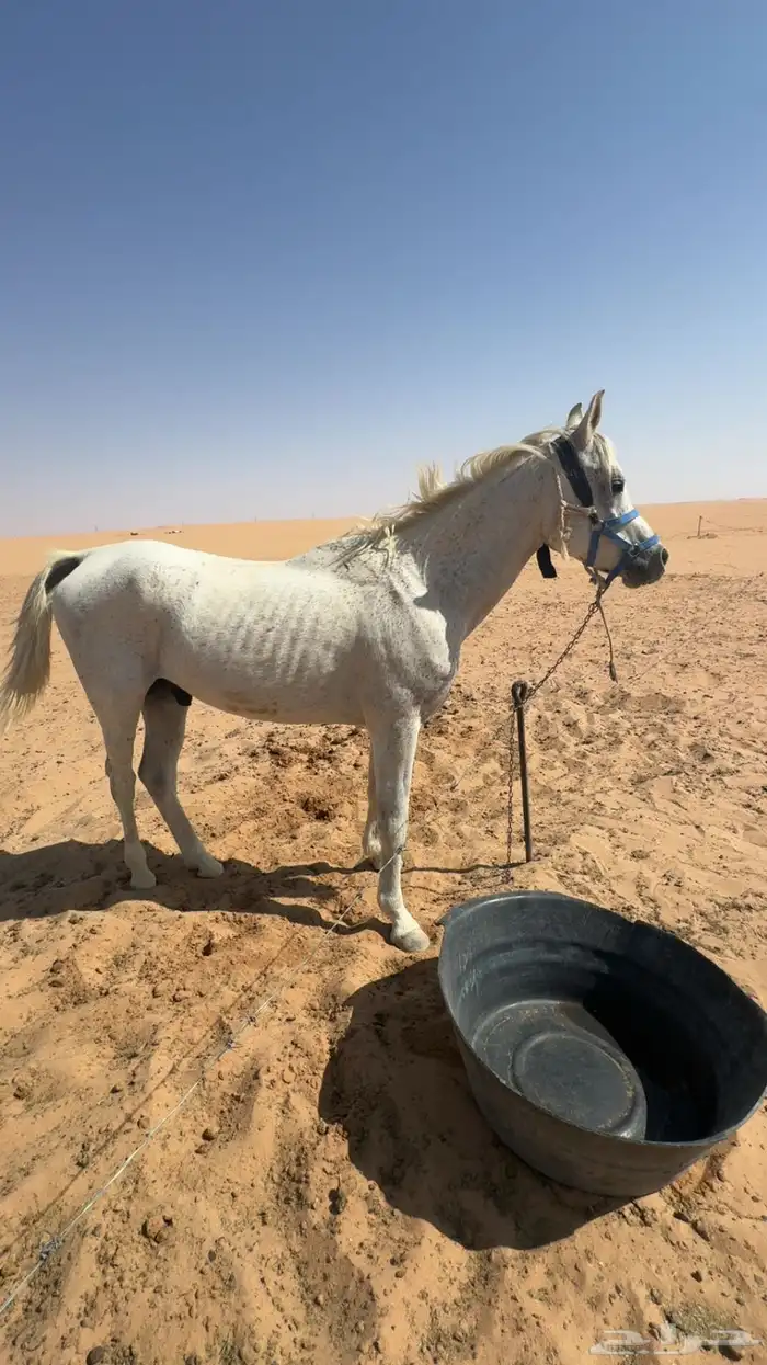 حصان   علا السوم اصيل عربي مطبع يركبه الصغير و الكبير 2