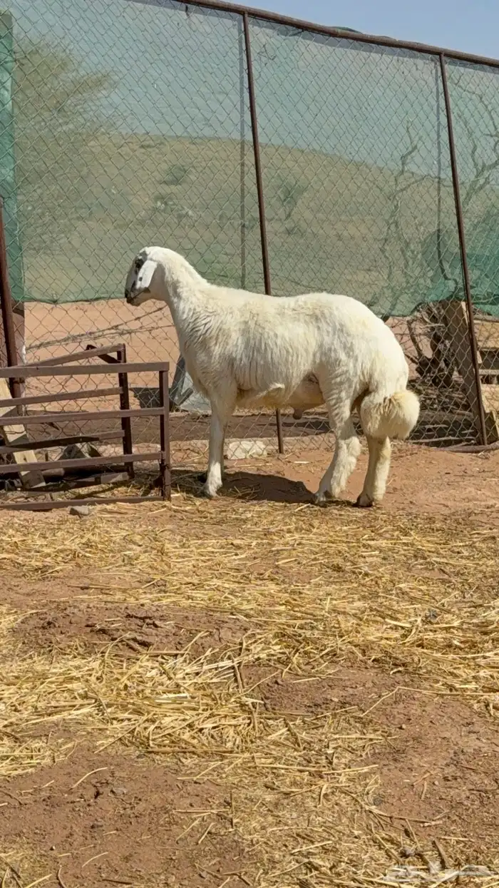 خروف مشروع فحل 2