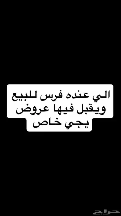 مطلوب فرس للبيع 0