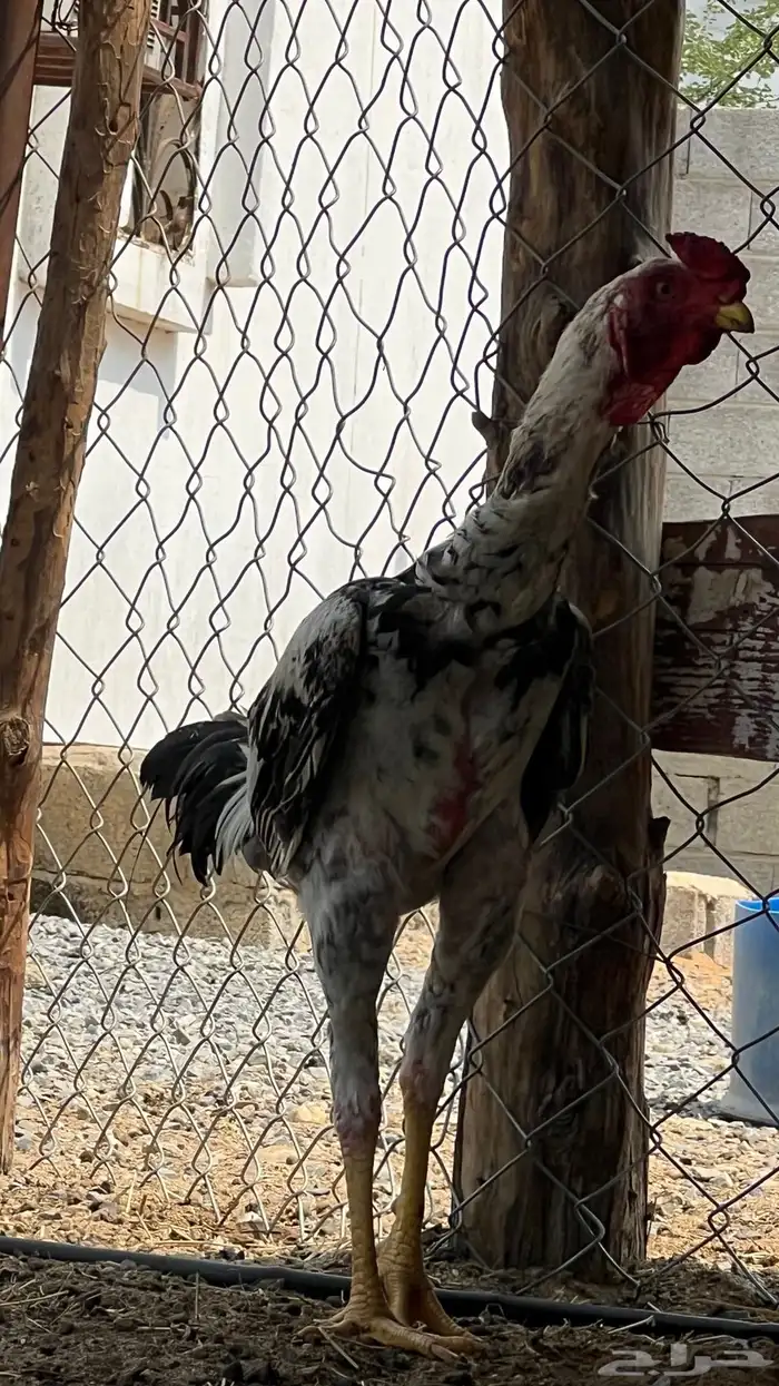 عدد 13 ديك مهجن فارسي مع بكستاني 9