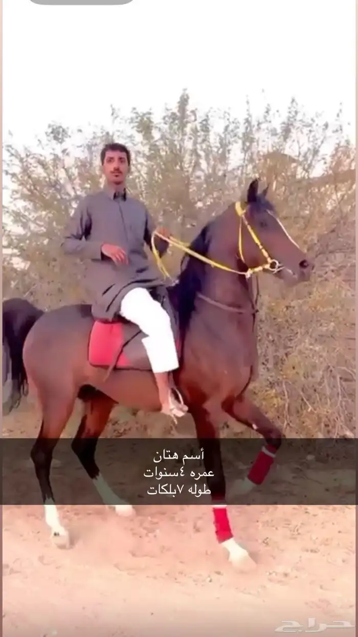 حصان كفو 0