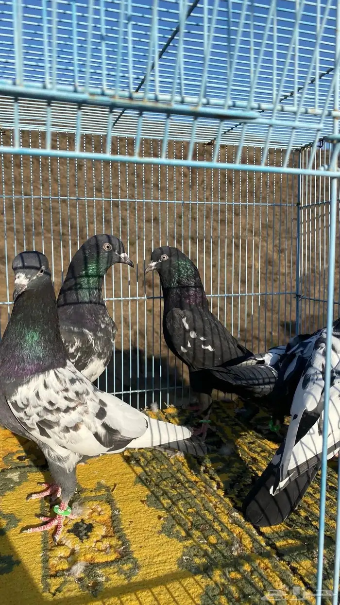 رامات (تم البيع) 3