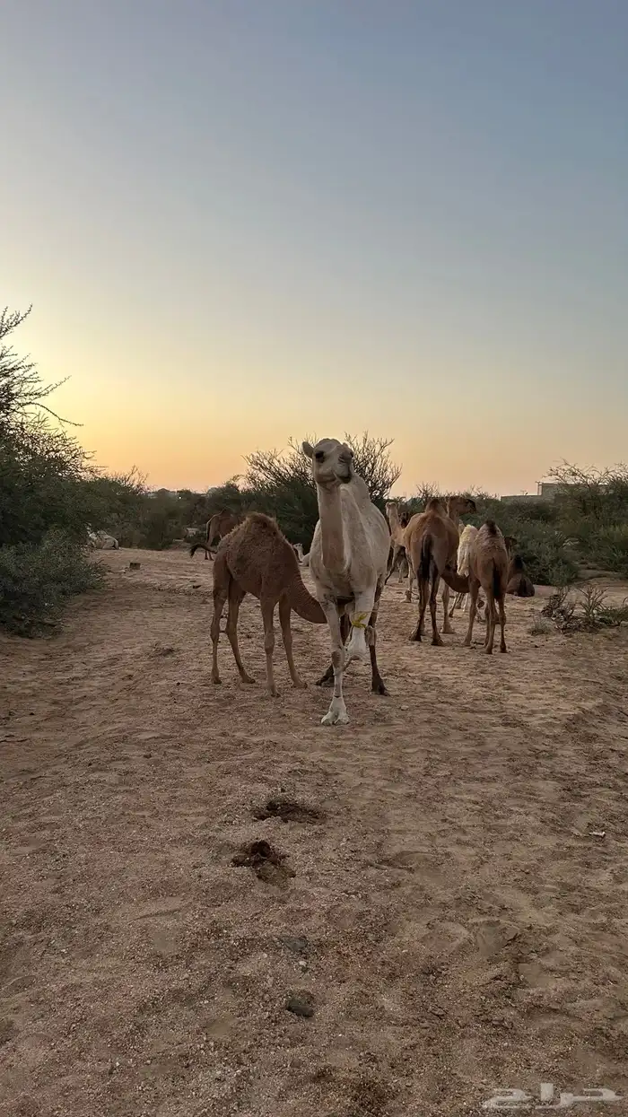 نياق خلفات معهن اربع بكار 5
