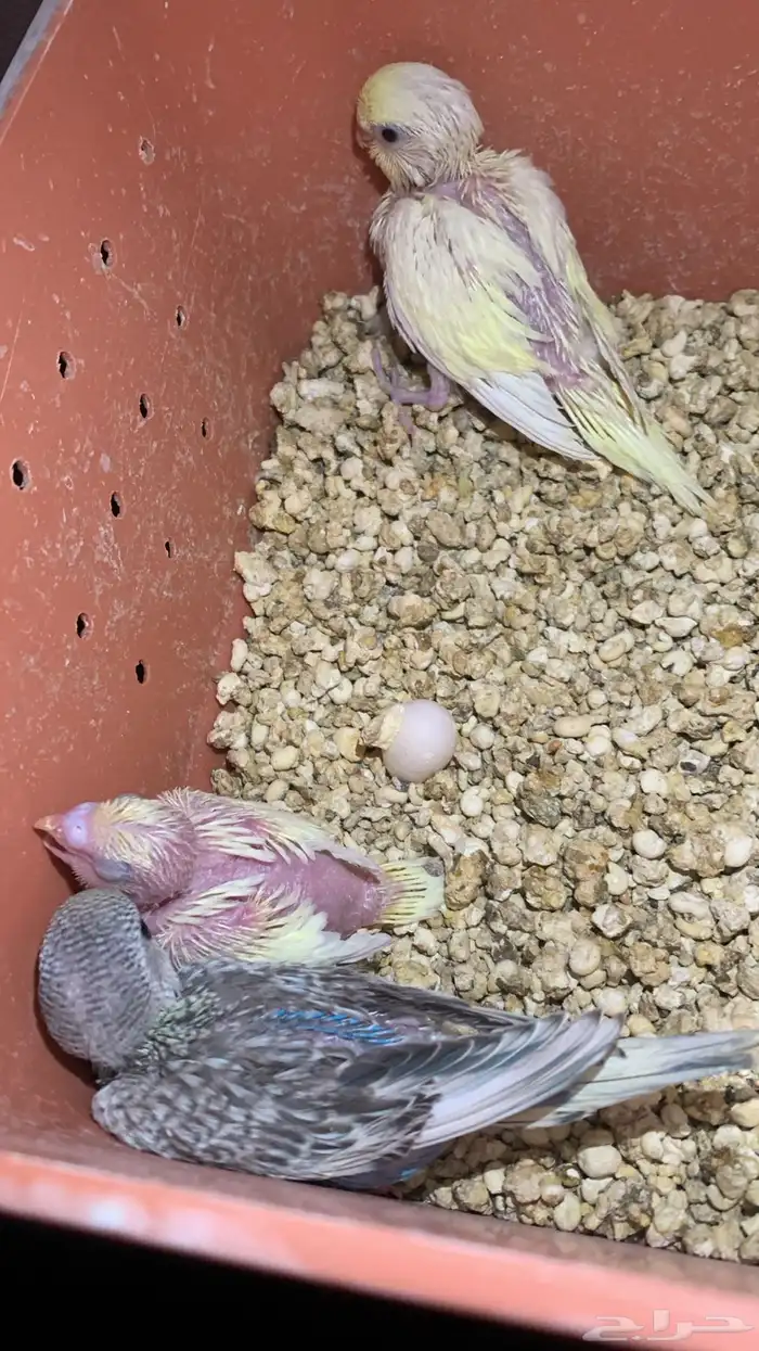 سيرلاك طيور وابر غر و اقفاص متوفر حب بادجي وروز وكروان 1