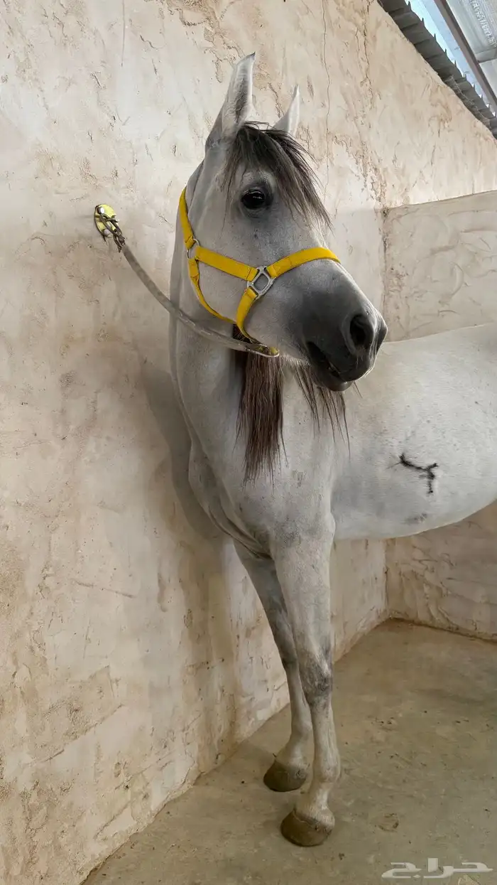 فرس شعبيه البيع سمح 2