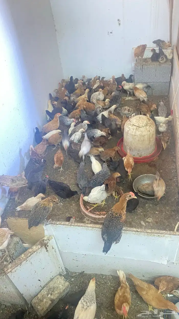 دجاج بلدي حياكم الله 0