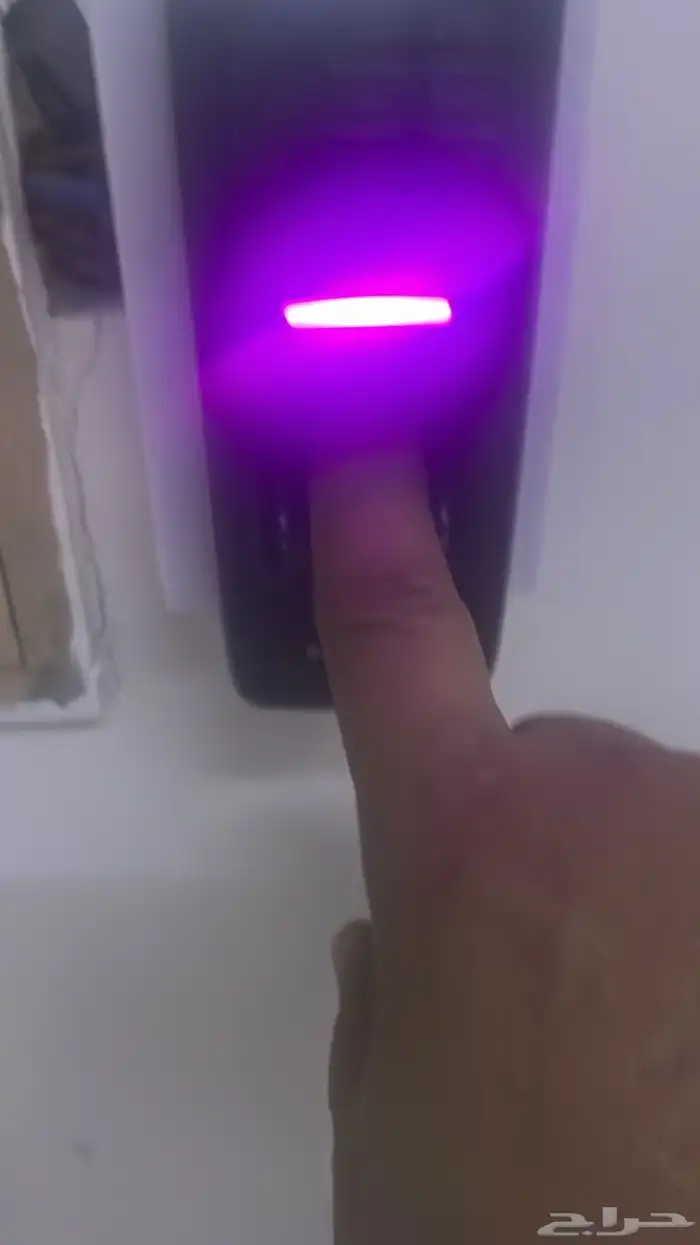 فحل إبل أحمر كفو 12