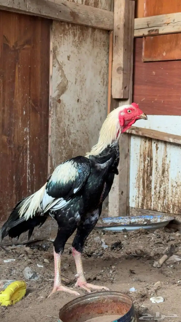 ديك باكستاني ودجاجه 0