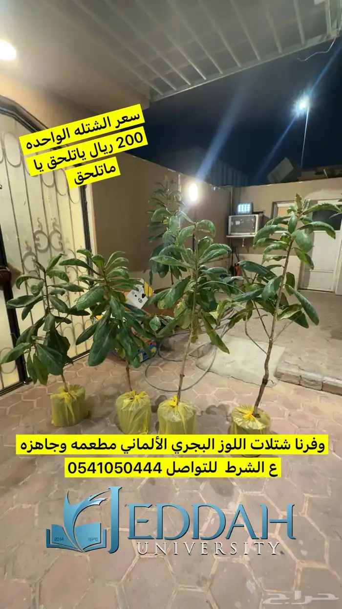 شتلات لوز بجري بجلي جده 0