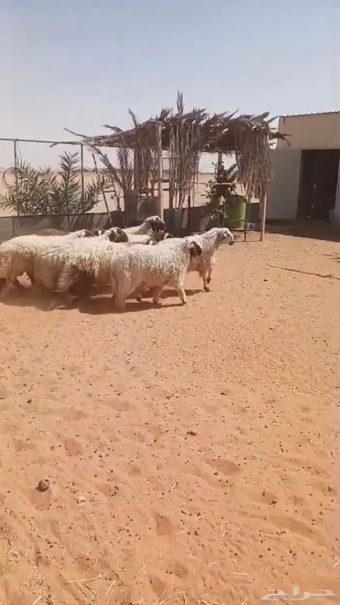 خرفان نعيم طيبه 2