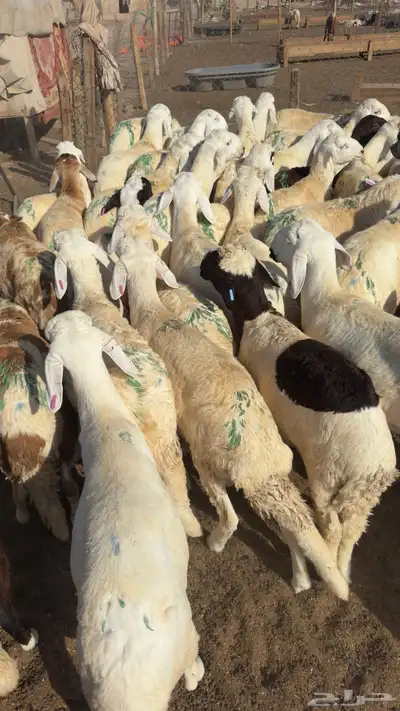 طليان سواكني مرابي 3شهور index