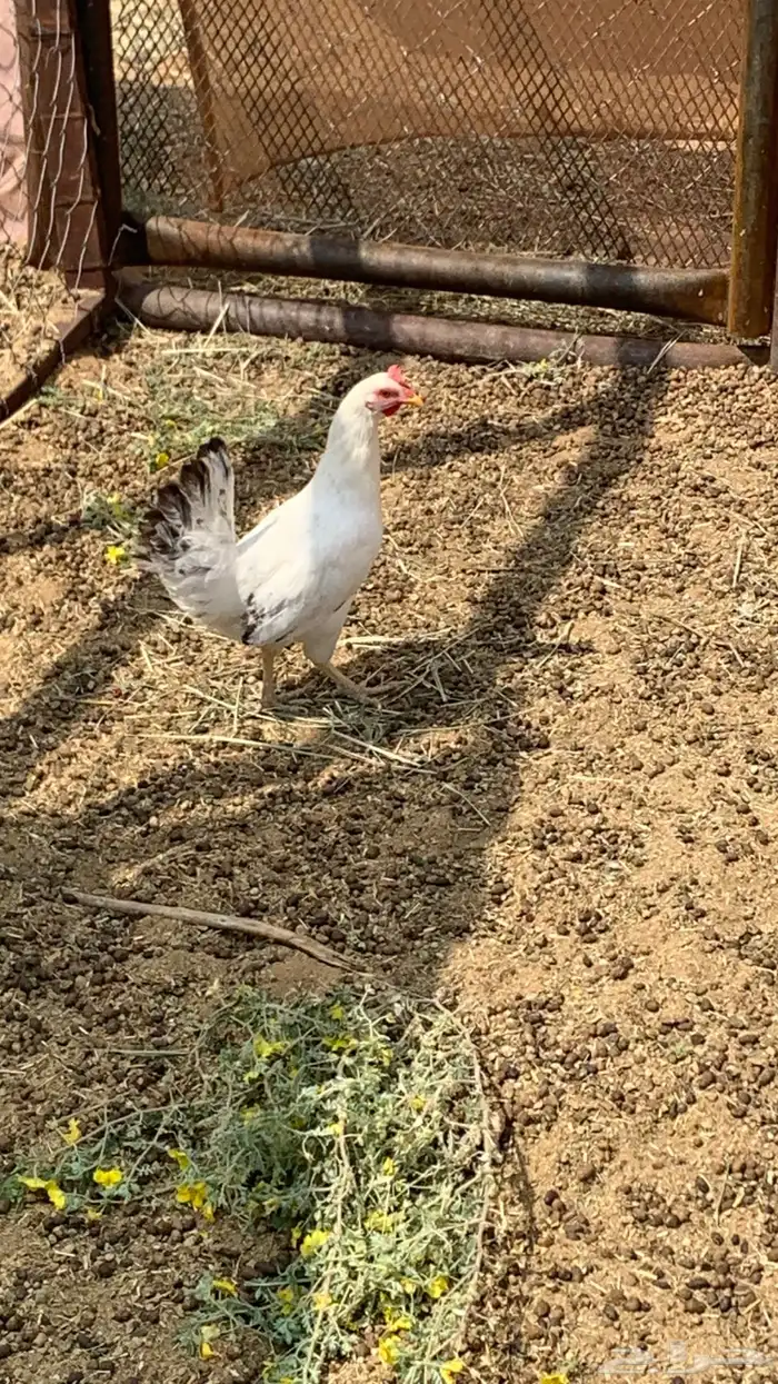 ديك وثنتين دجاج 0