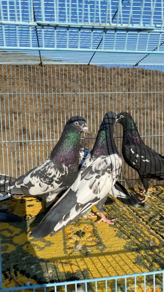 رامات (تم البيع) 13