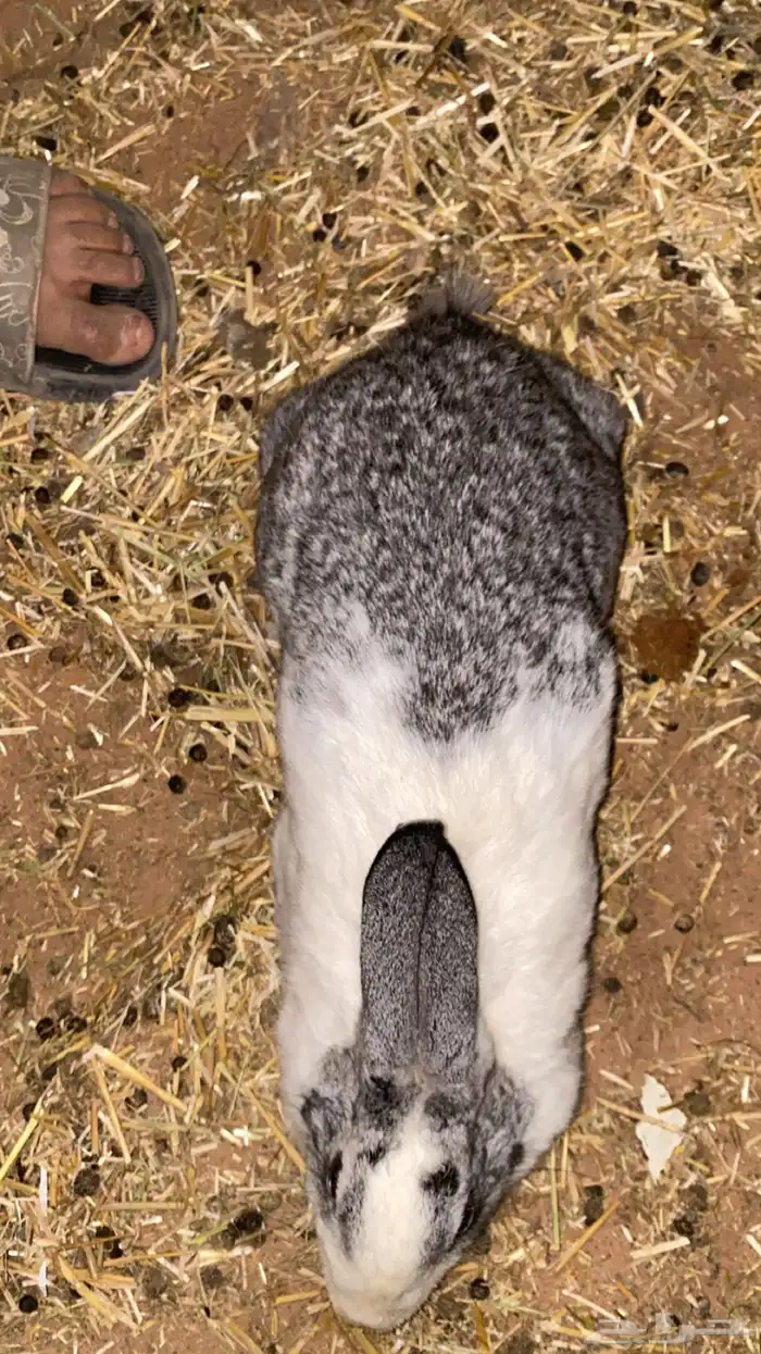 ارانب البيع جمله على السوم 3