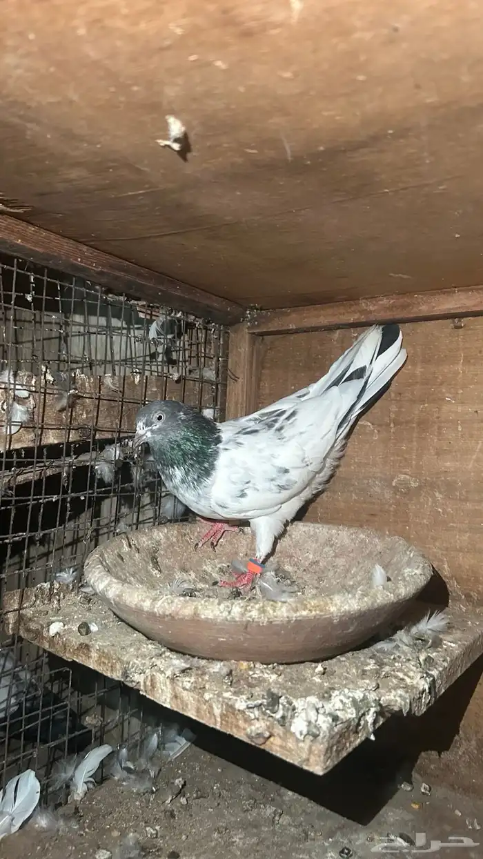 حمام باكستاني 0