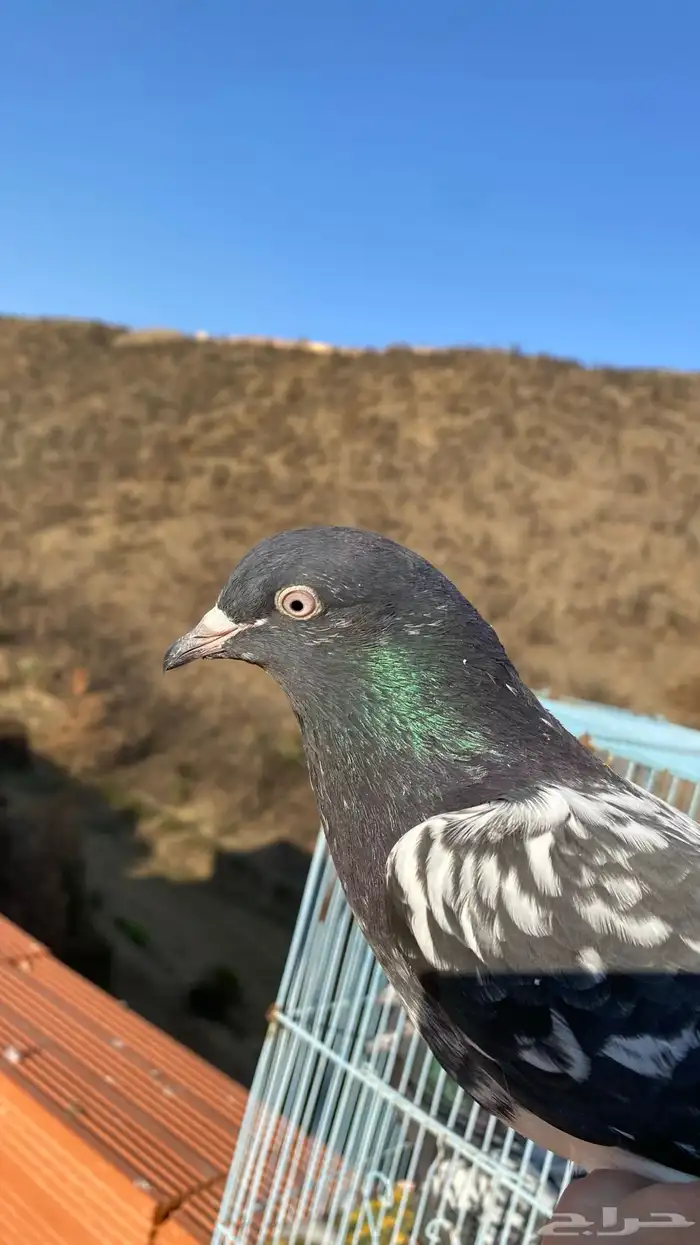 رامات (تم البيع) 11