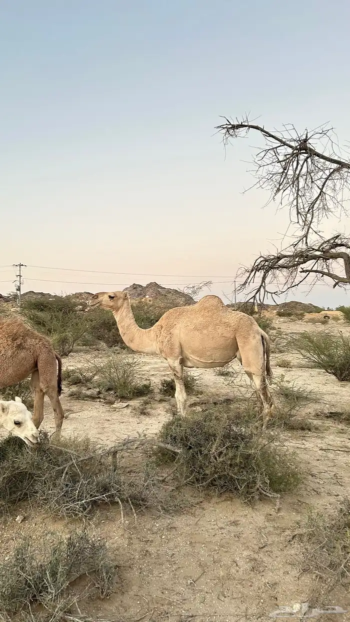 نياق خلفات معهن اربع بكار 20