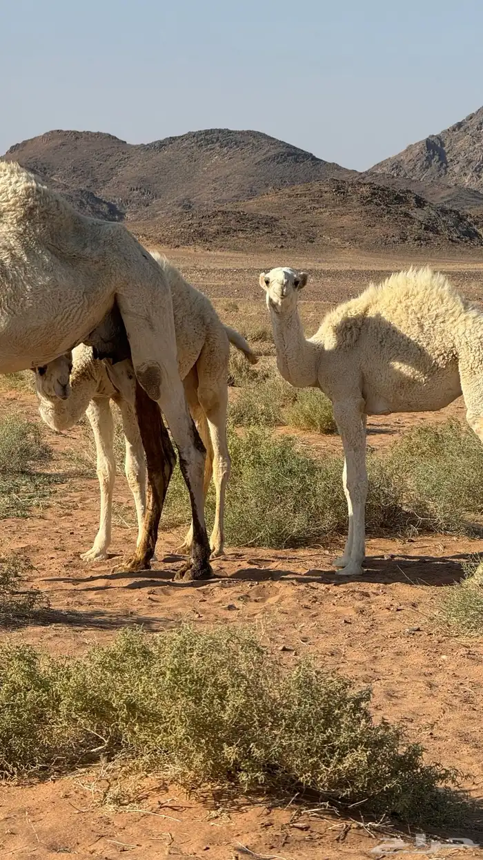 حشو العدد 2 لبانيات تحت امهاتهن شرط 2