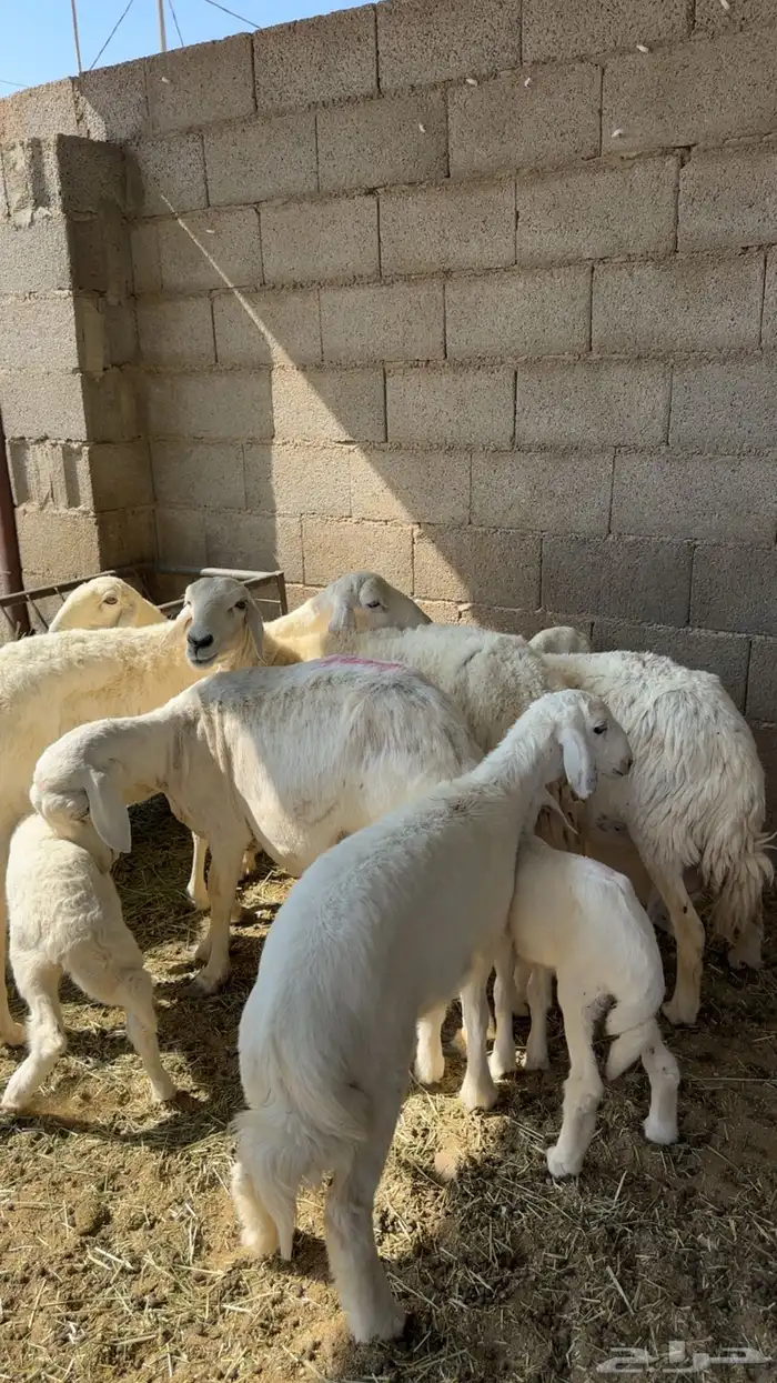 حريات خمس تحتها خمسه 2