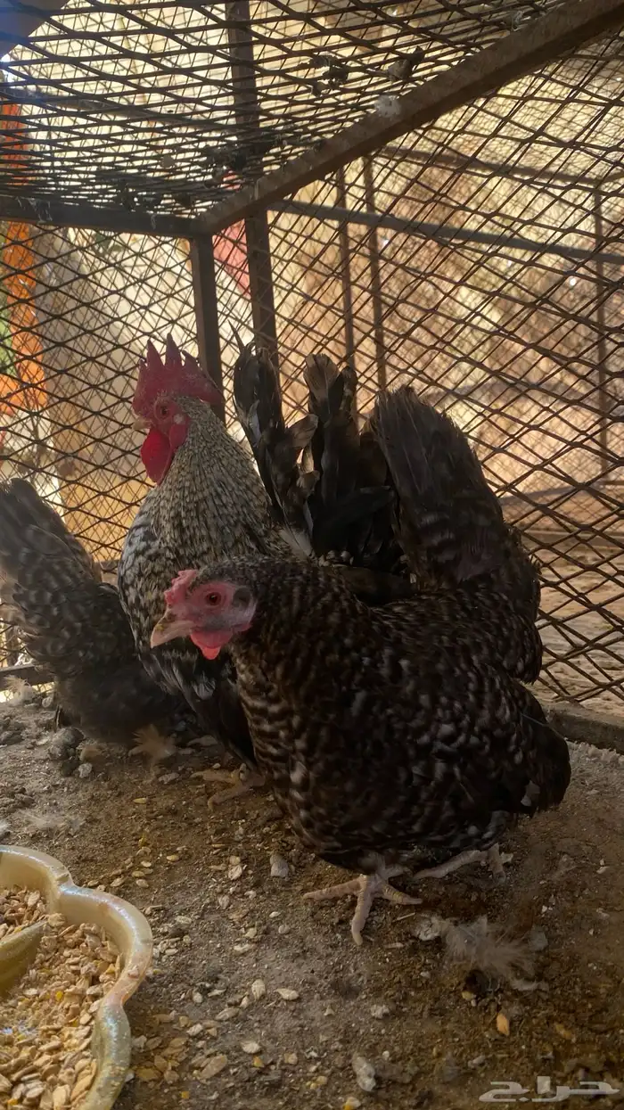 دجاج جبنيز قزم مميز 2