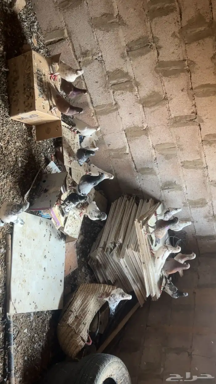 حمام مشكل 0