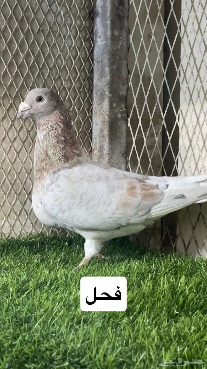زواجل 1