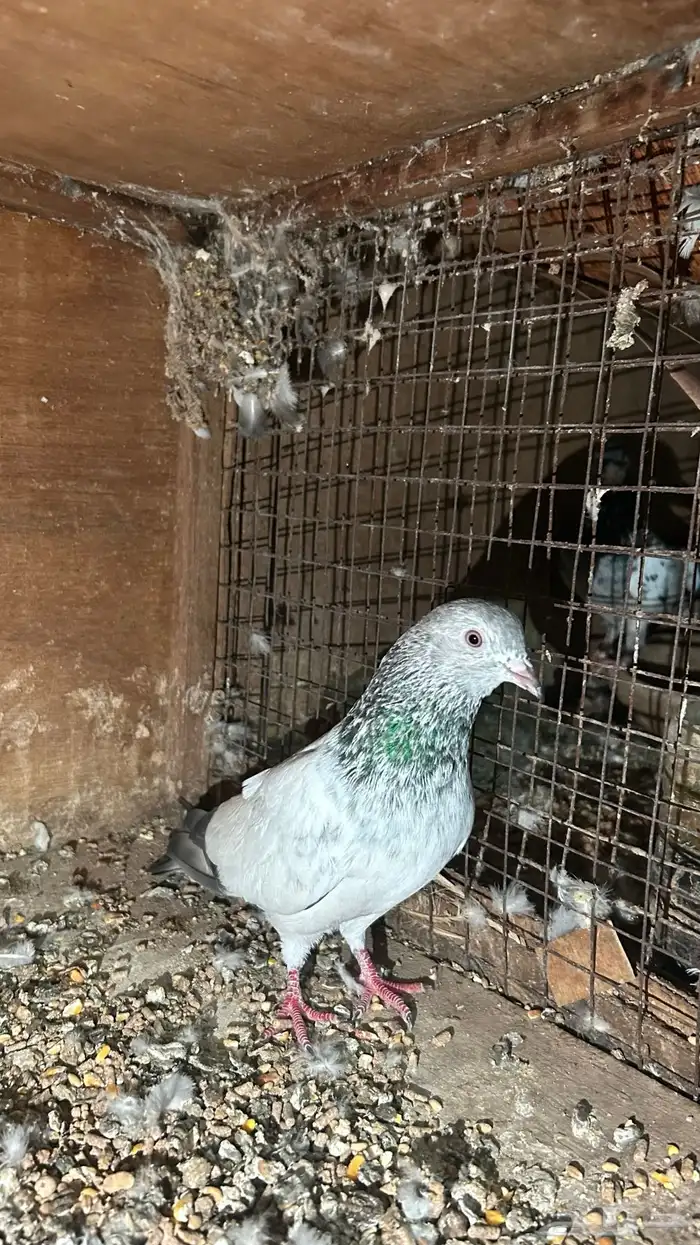 حمام باكستاني 1