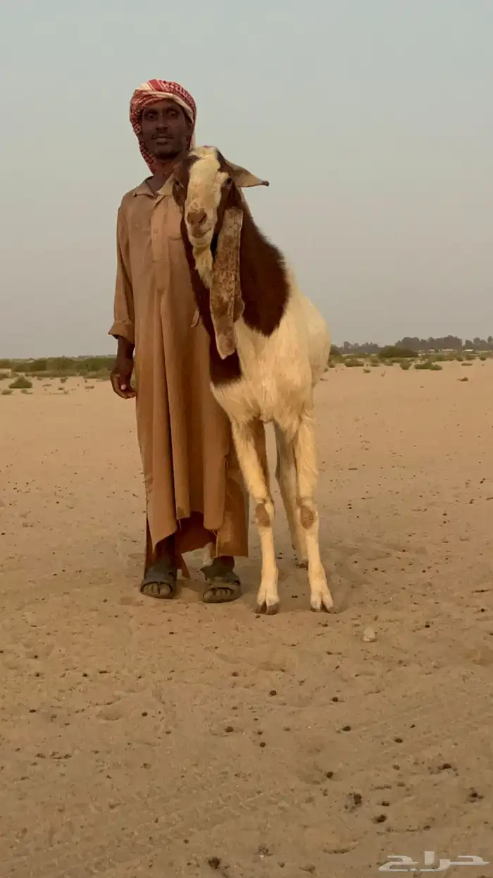 تيس فاخر للبيع 1