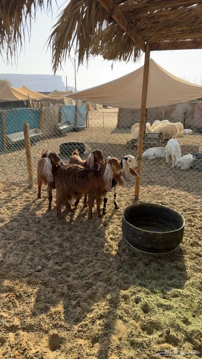 جفرات مقاني طيبه 1