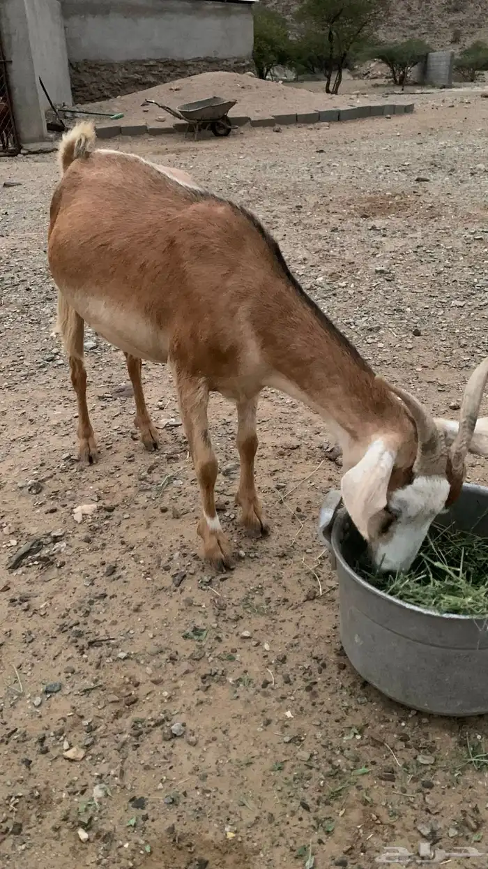 شاه 4