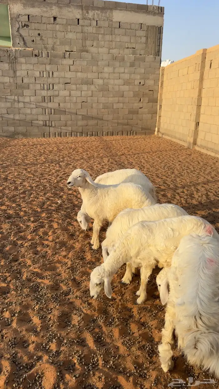 بهم نعيم وحريات طيبه 2