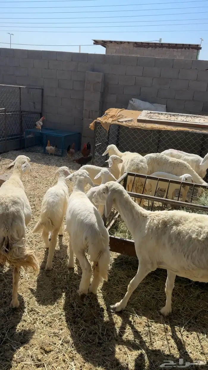 حريات خمس تحتها خمسه 0