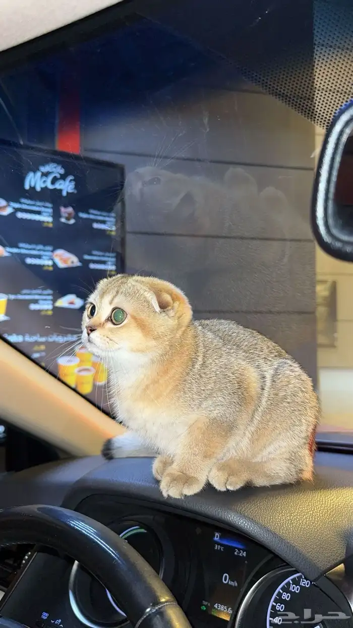 سكوتش فولد 4
